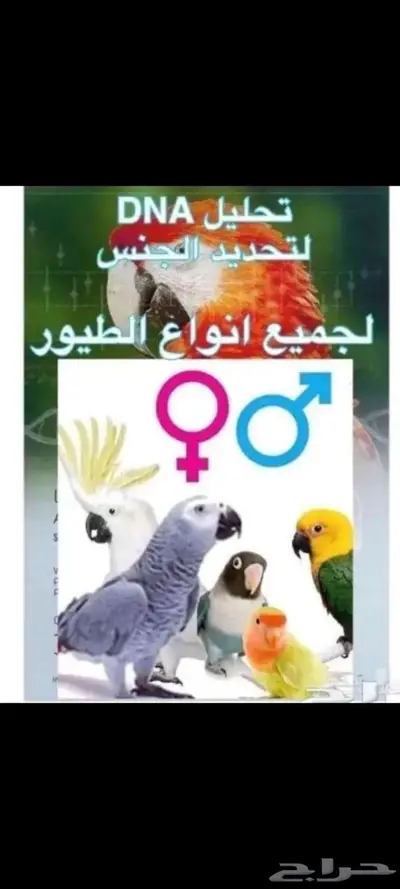 تحليل DNA لمعرفة جنس الطيور 0