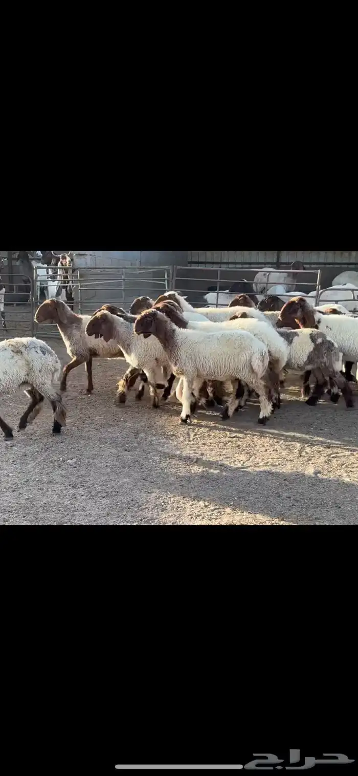 جذعات نعيم فاخره 5