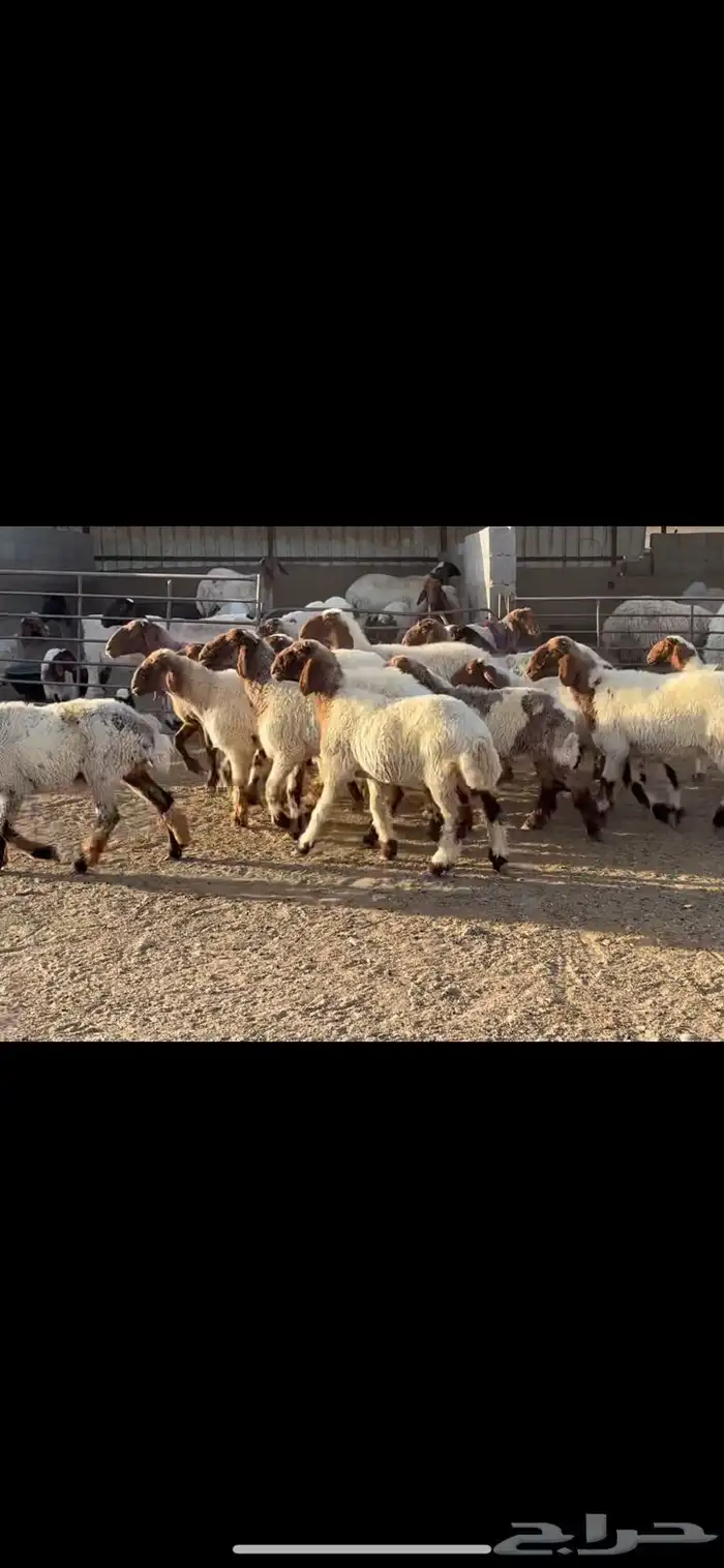 جذعات نعيم فاخره 2