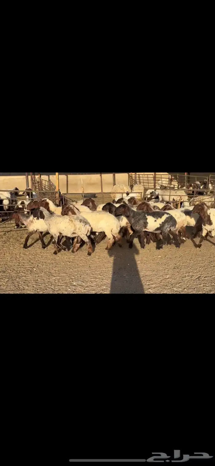 جذعات نعيم فاخره 3