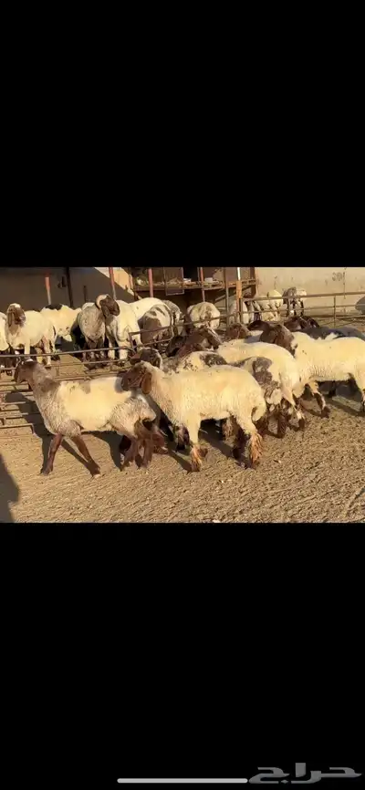 جذعات نعيم فاخره 4