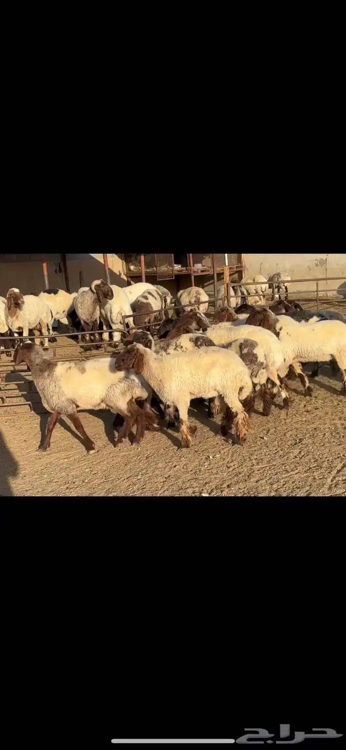 جذعات نعيم فاخره 4