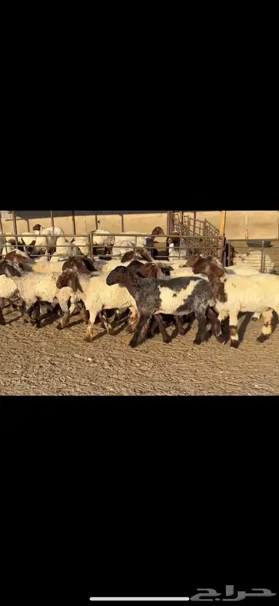 جذعات نعيم فاخره 1