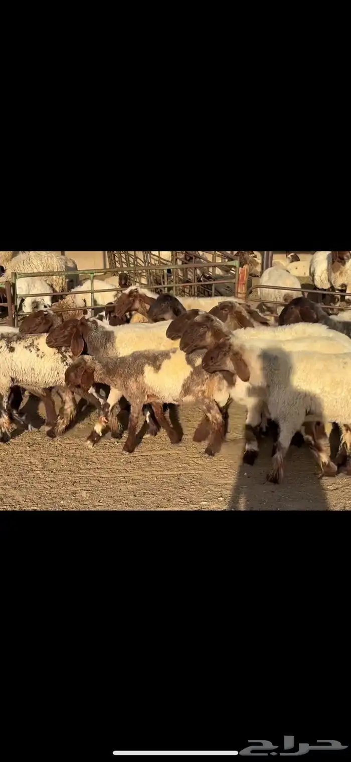 جذعات نعيم فاخره 0