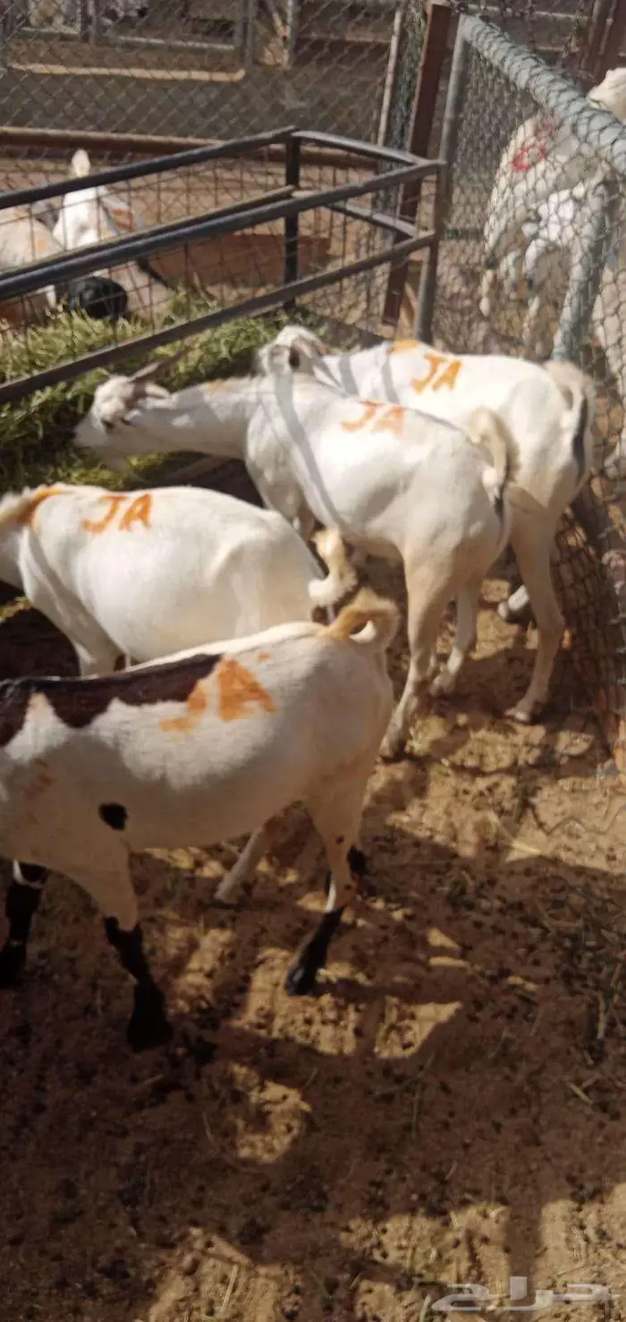 تيوس وبرابر مرابى 0