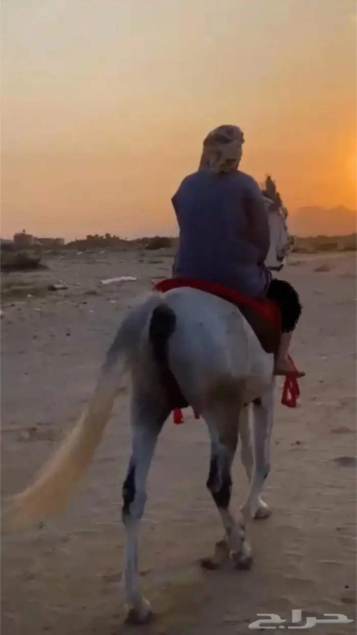 حصان و مهره 4