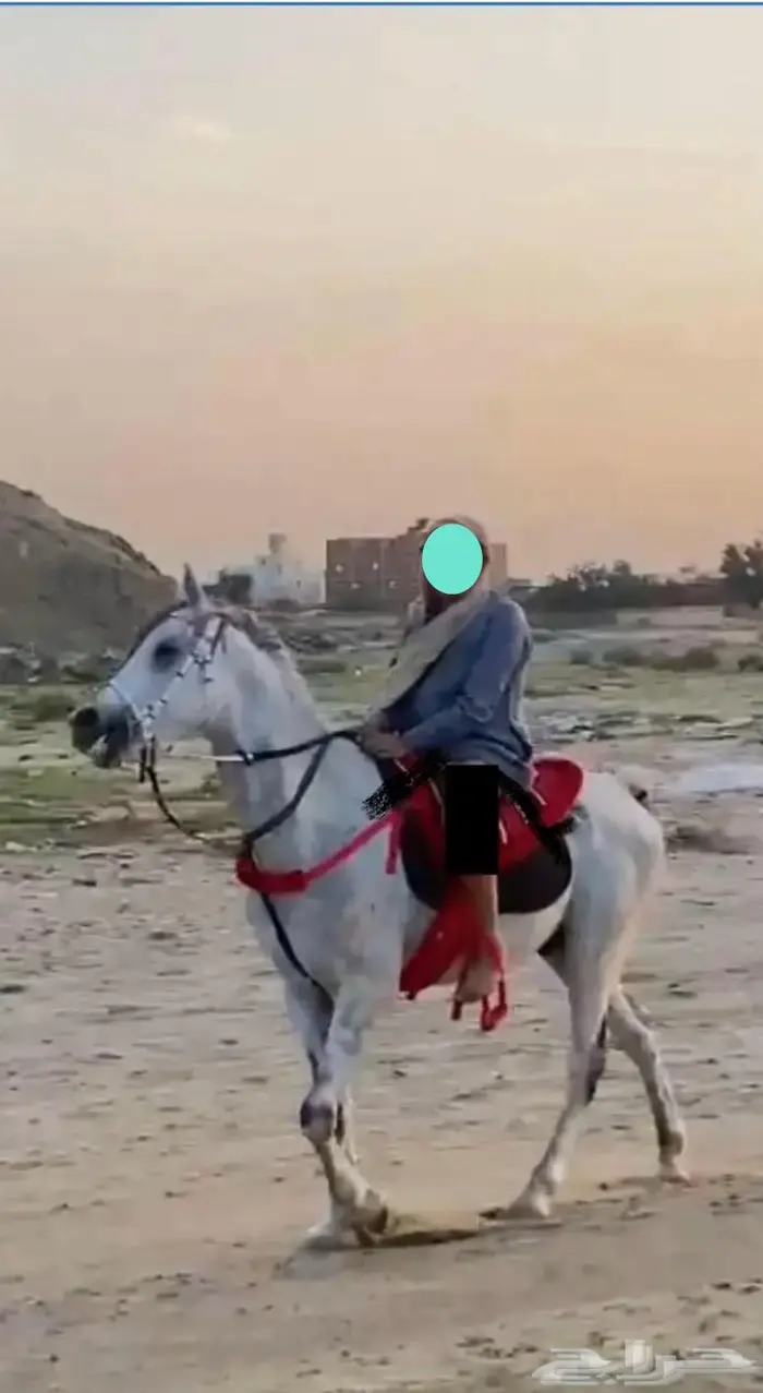 حصان و مهره 1