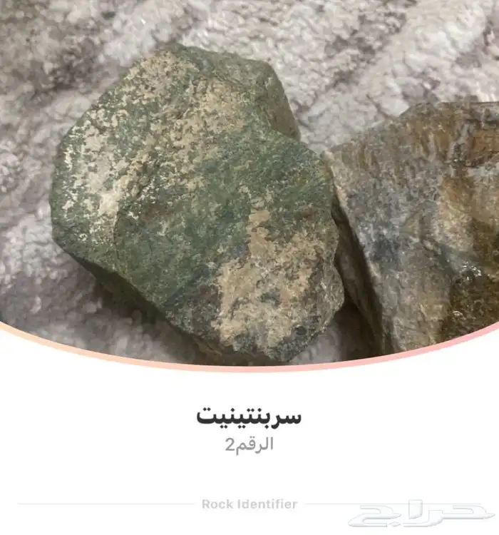 بيشه 6