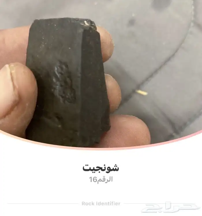 بيشه 4