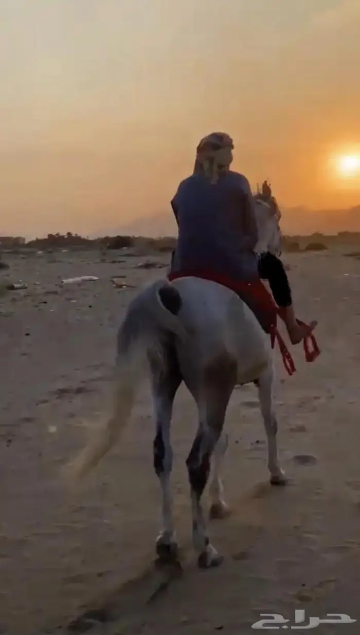 حصان و مهره 3