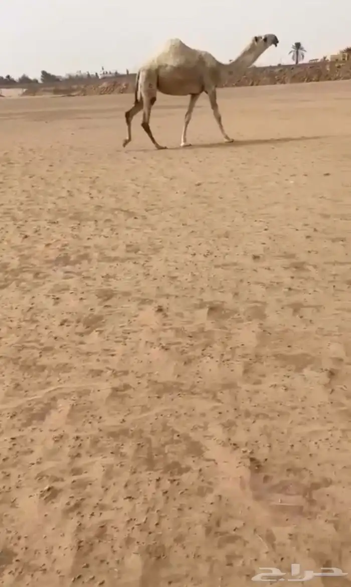 البيع ضروبه كفوو بكره 0