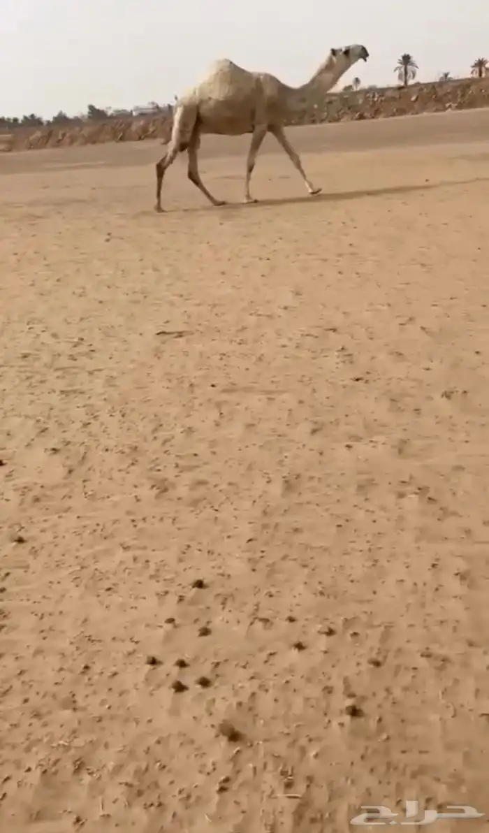 البيع ضروبه كفوو بكره 1