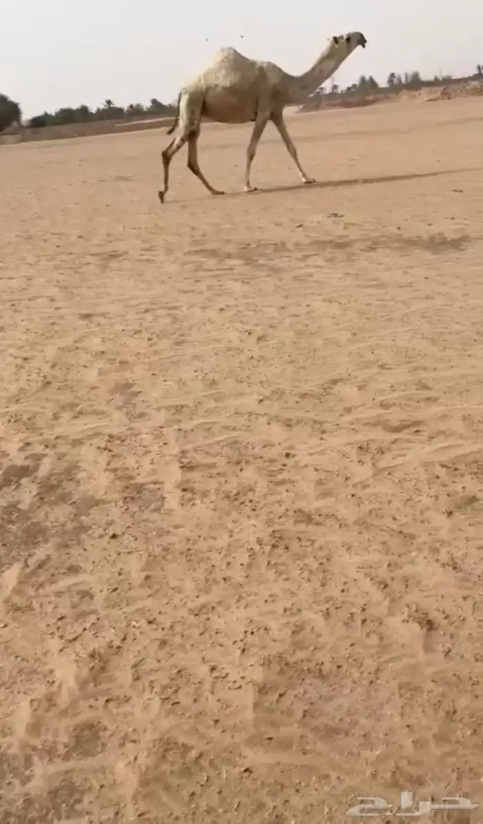 البيع ضروبه كفوو بكره 2