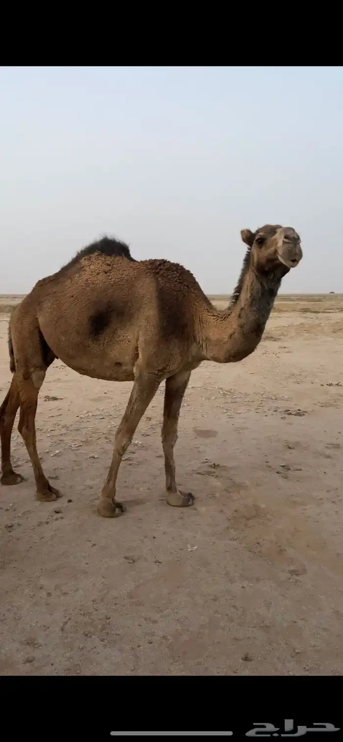ناقة لقحه للبيع 2