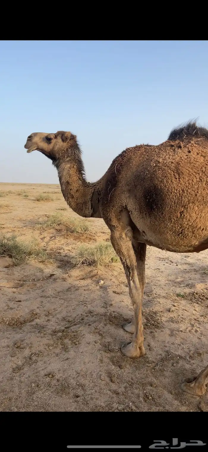 ناقة لقحه للبيع 0
