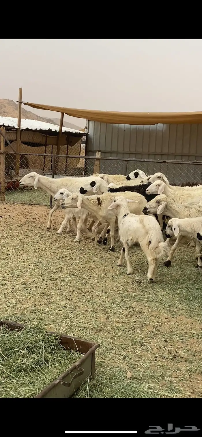 ضان متابيع 2