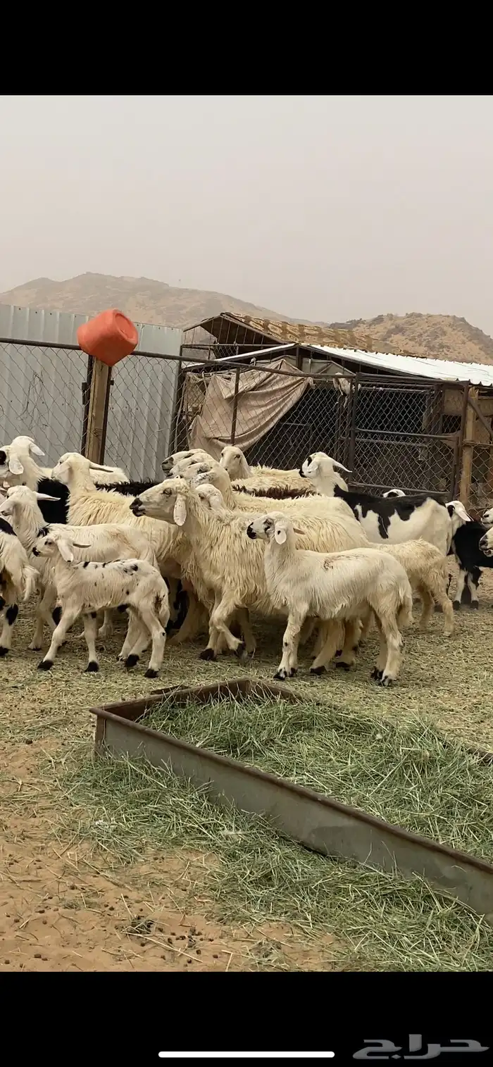 ضان متابيع 1