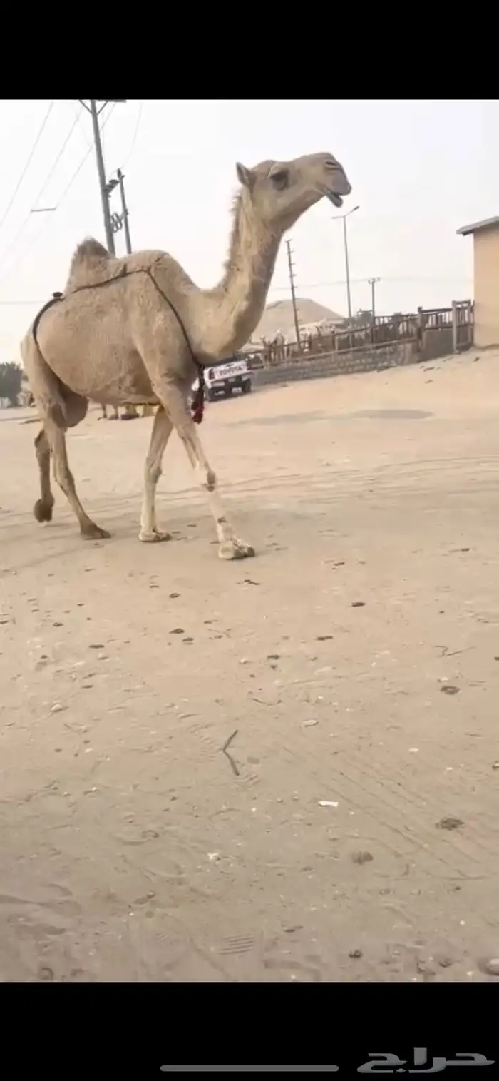 عرض عرض فاخر 1