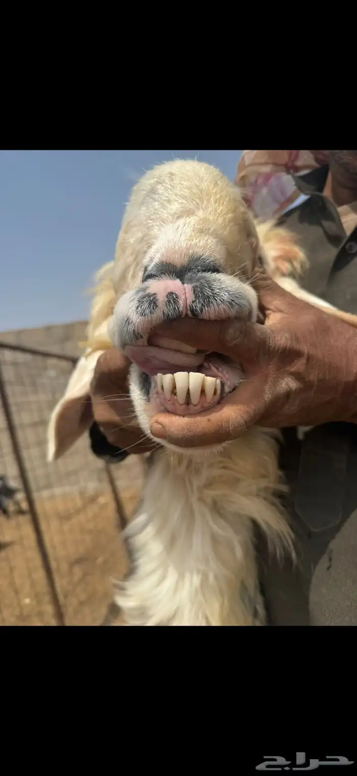 فحل نجدي مشروط 5