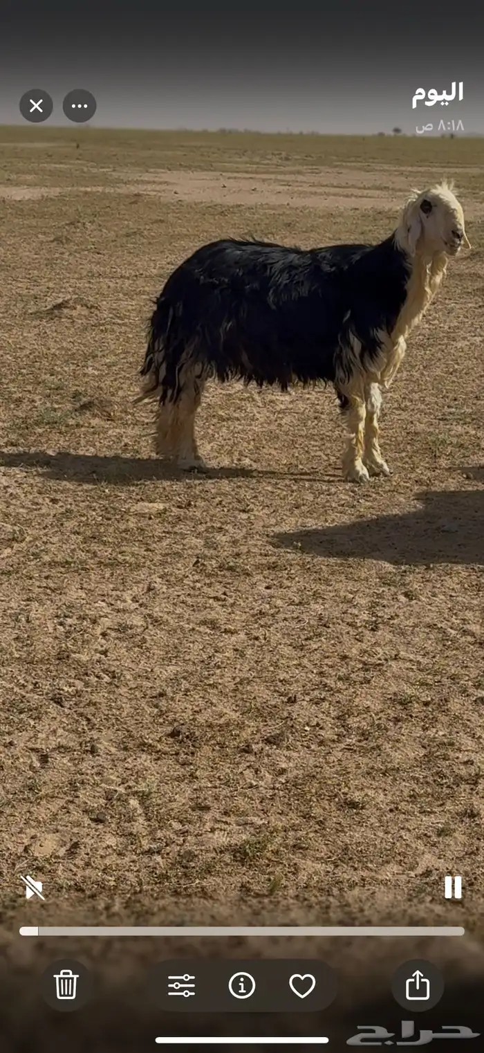 فحل نجدي مشروط 2