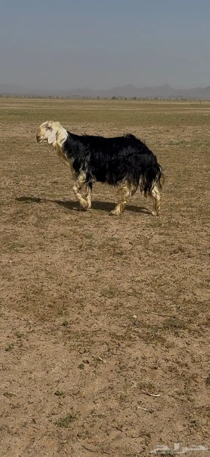 فحل نجدي مشروط 0