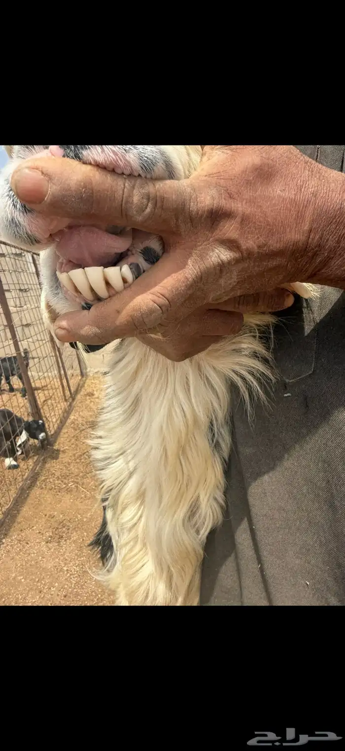 فحل نجدي مشروط 6