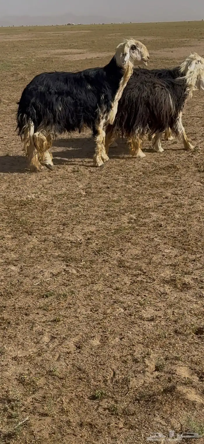 فحل نجدي مشروط 4