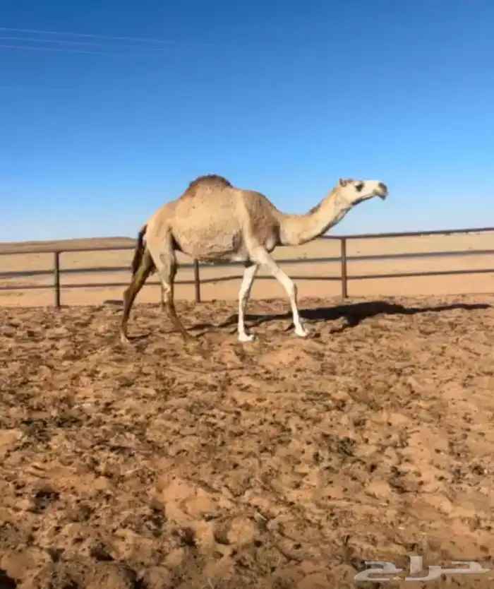 لقحه طيبه ثنو 0