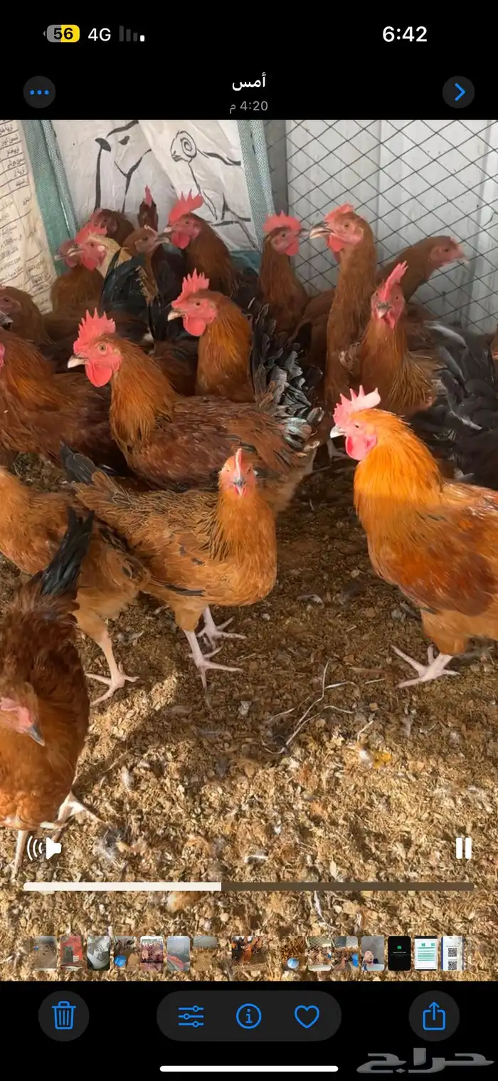 ديوك فحول فرنسي احمر بيور 1
