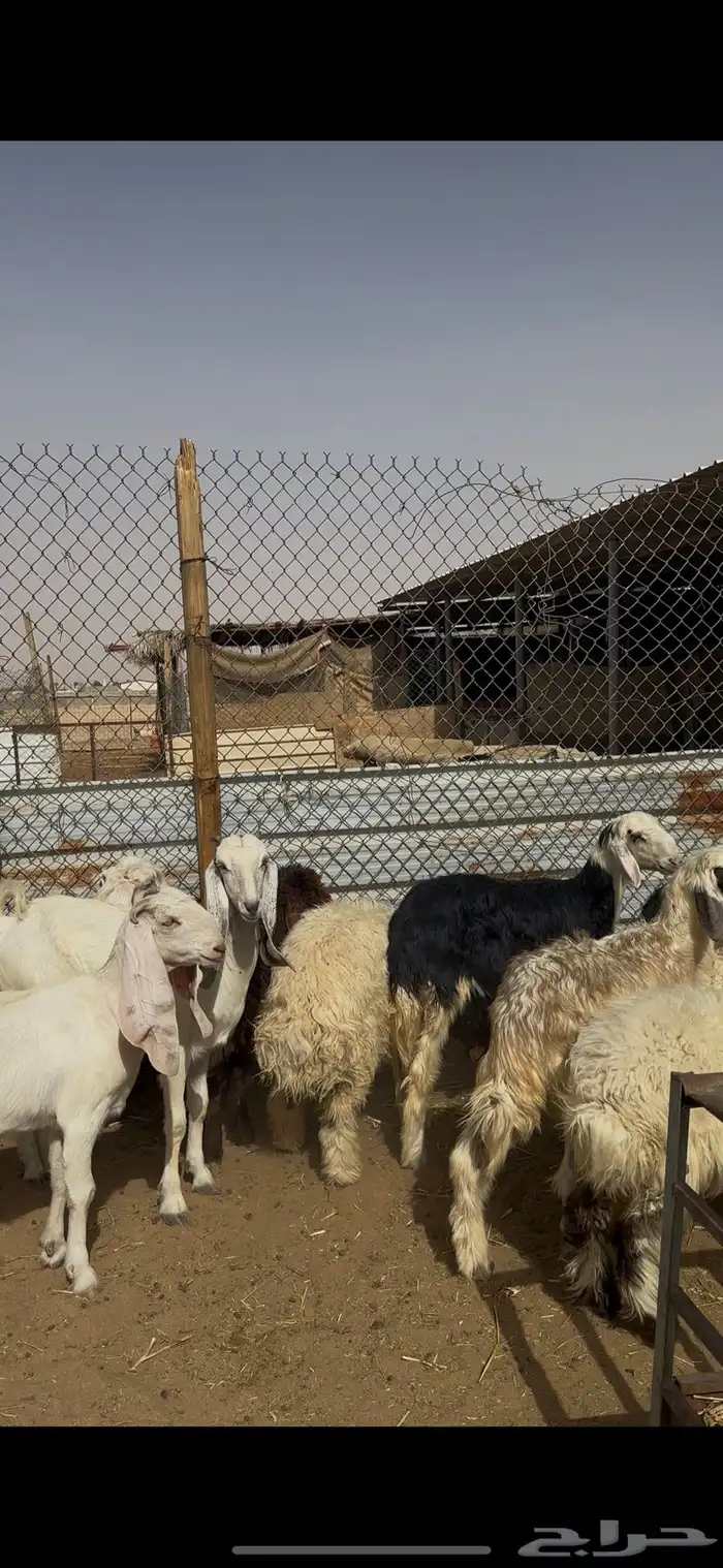 ذبايح حريات ونعيمي ونجدي الخرج 5