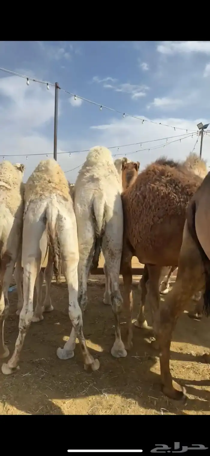 قعدان بلدي من تحت أماتها فل الفل 6