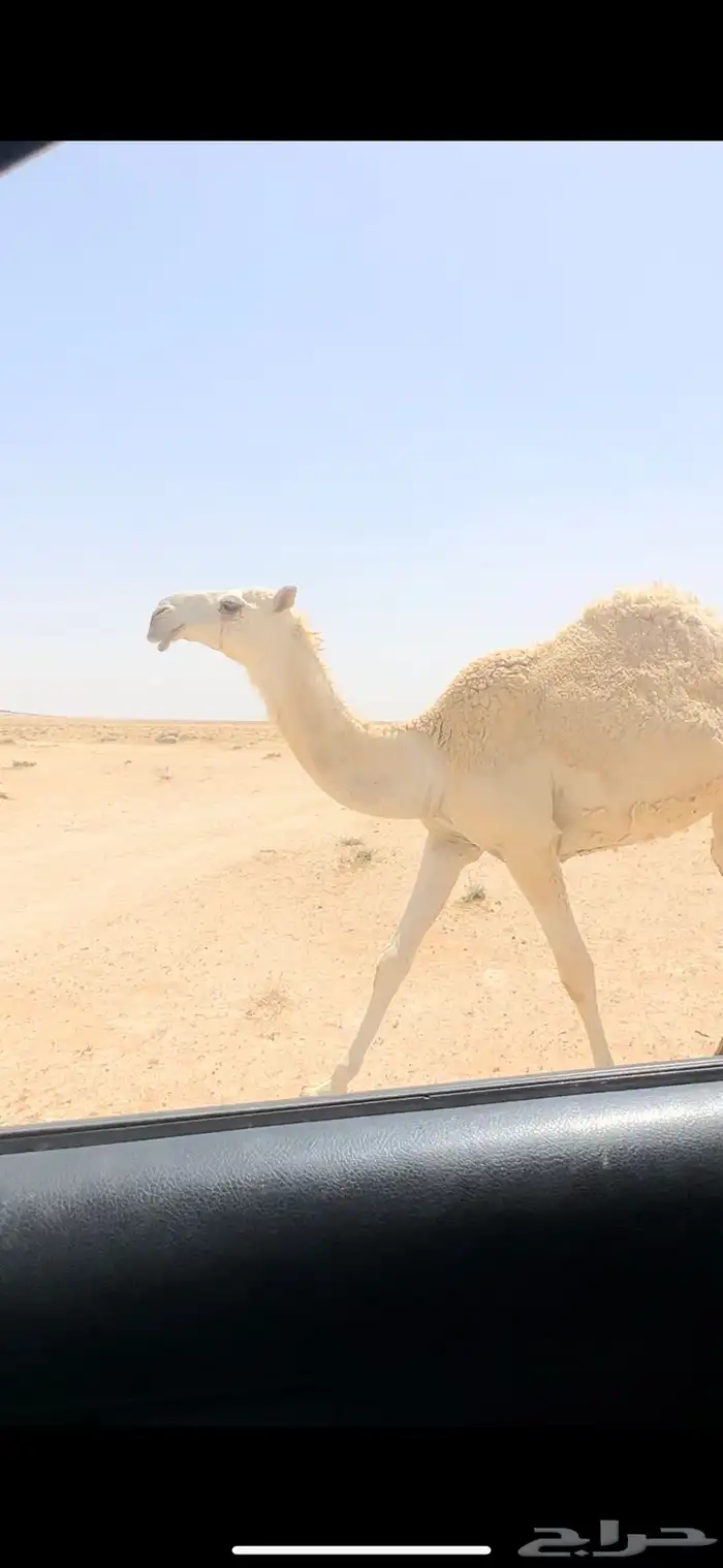 بكره. تم البيع 1