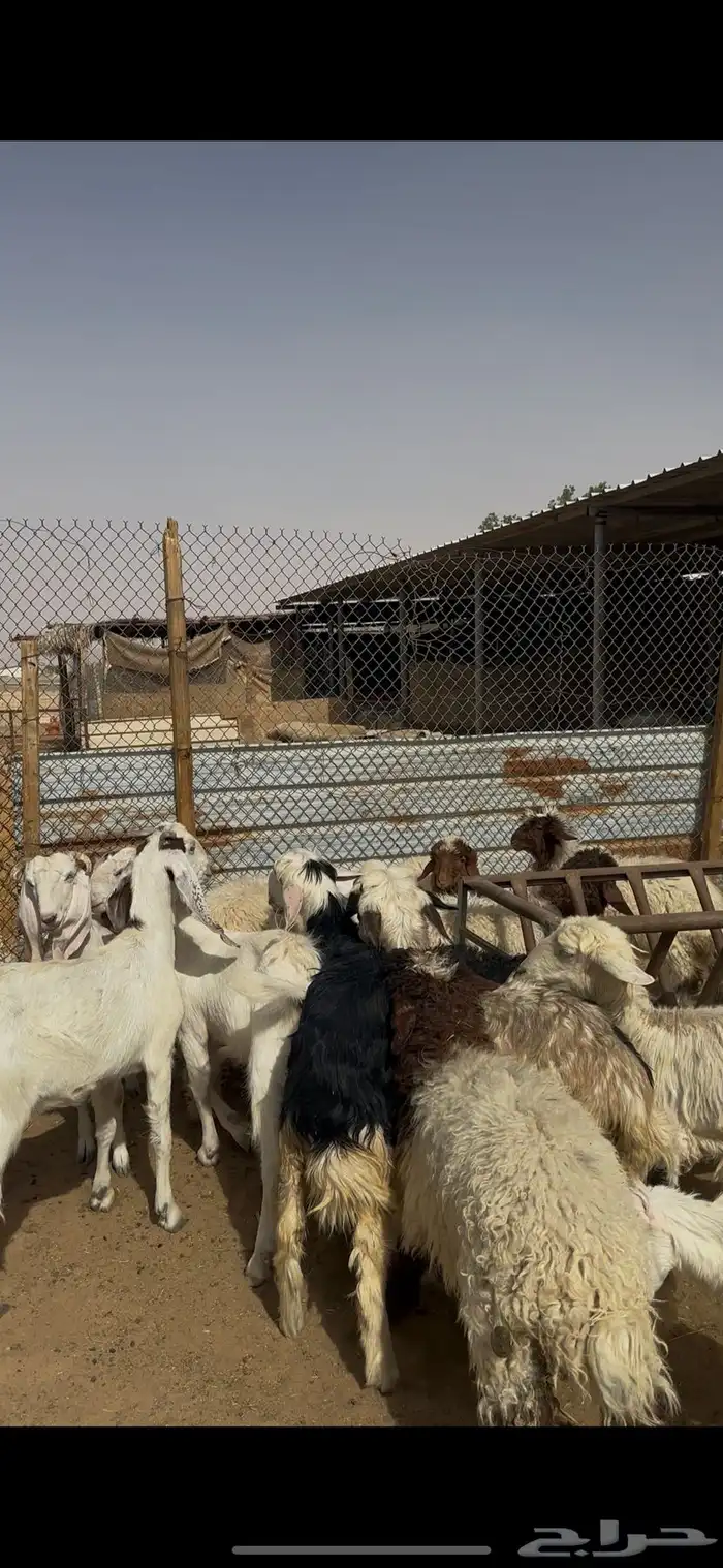 ذبايح حريات ونعيمي ونجدي الخرج 3