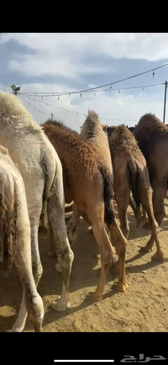 قعدان بلدي من تحت أماتها فل الفل 1