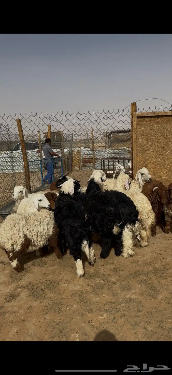 ضحايا نعيمي وحري ونجدي ذبائح الخرج 4