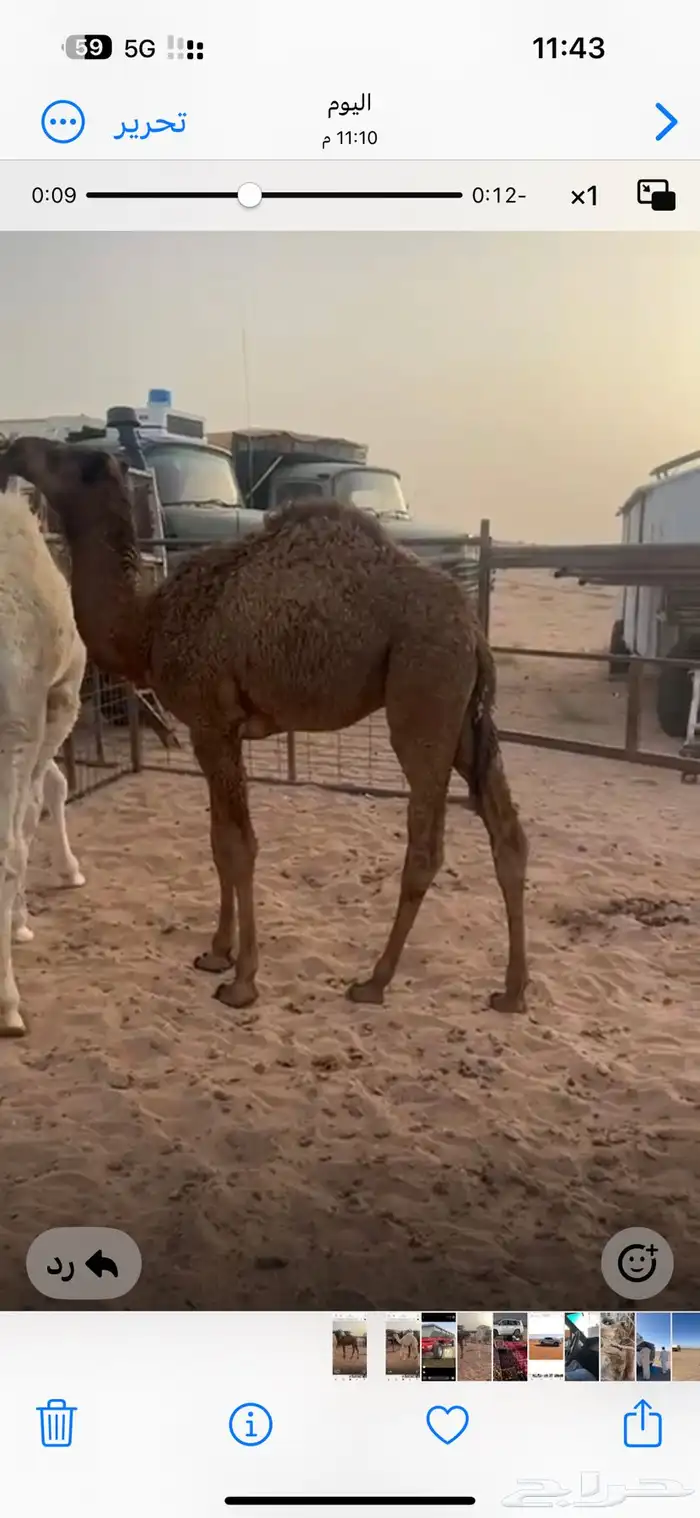 حشو لباني 1