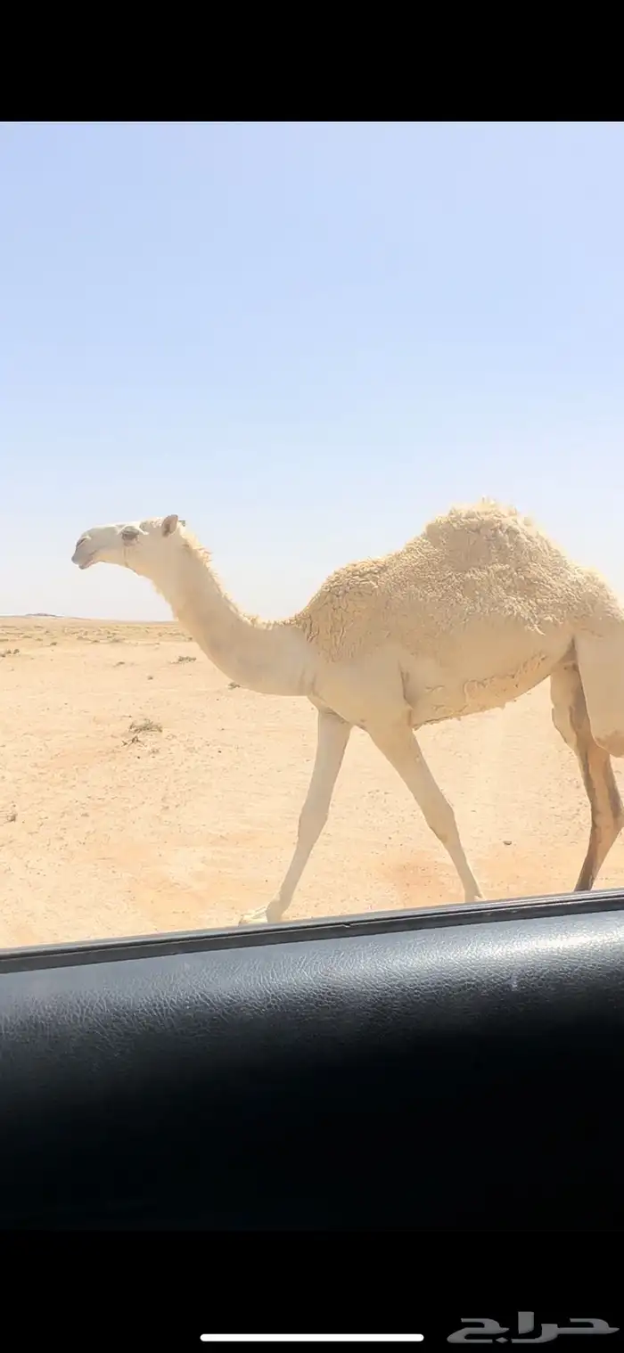 بكره. تم البيع 0