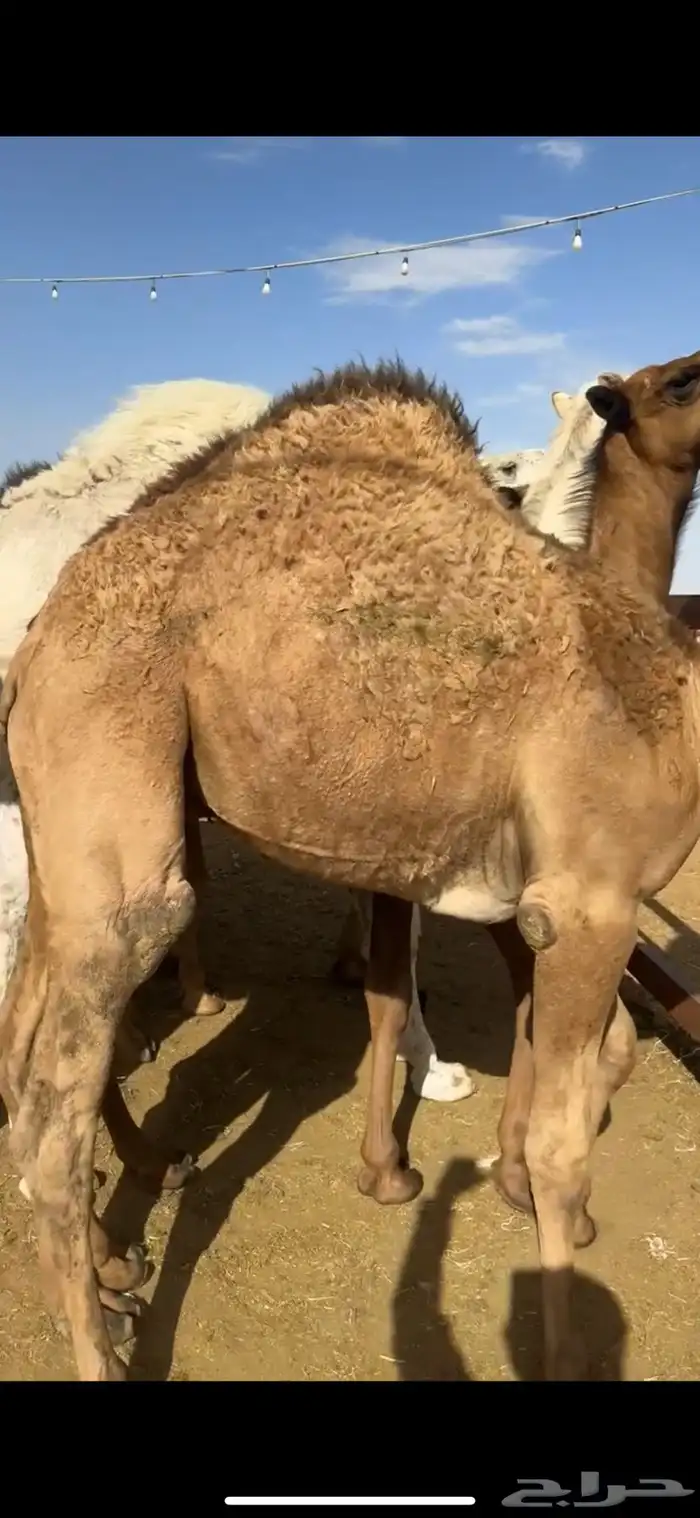 قعدان بلدي من تحت أماتها فل الفل 5