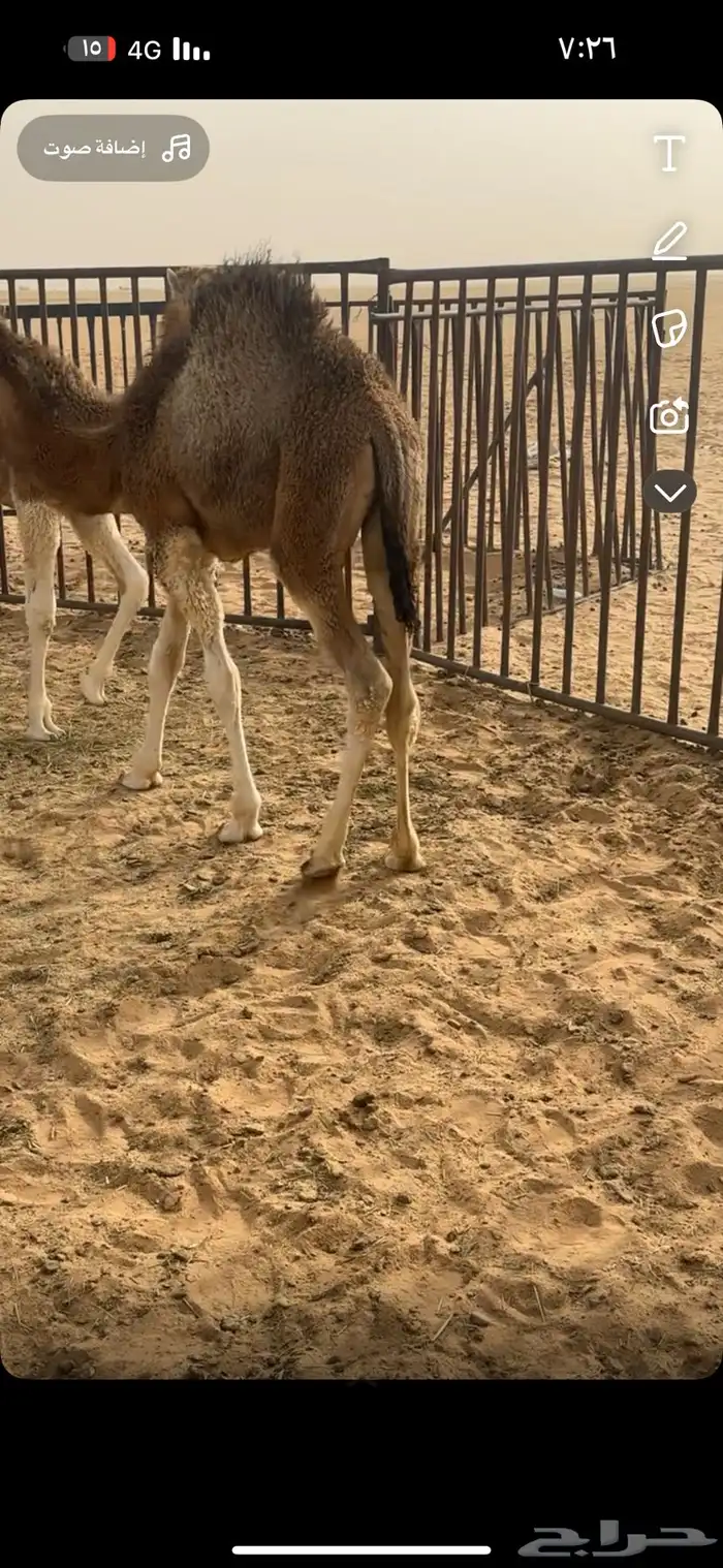 قعدان قصب عمرها تقريبا 7 شهور 2