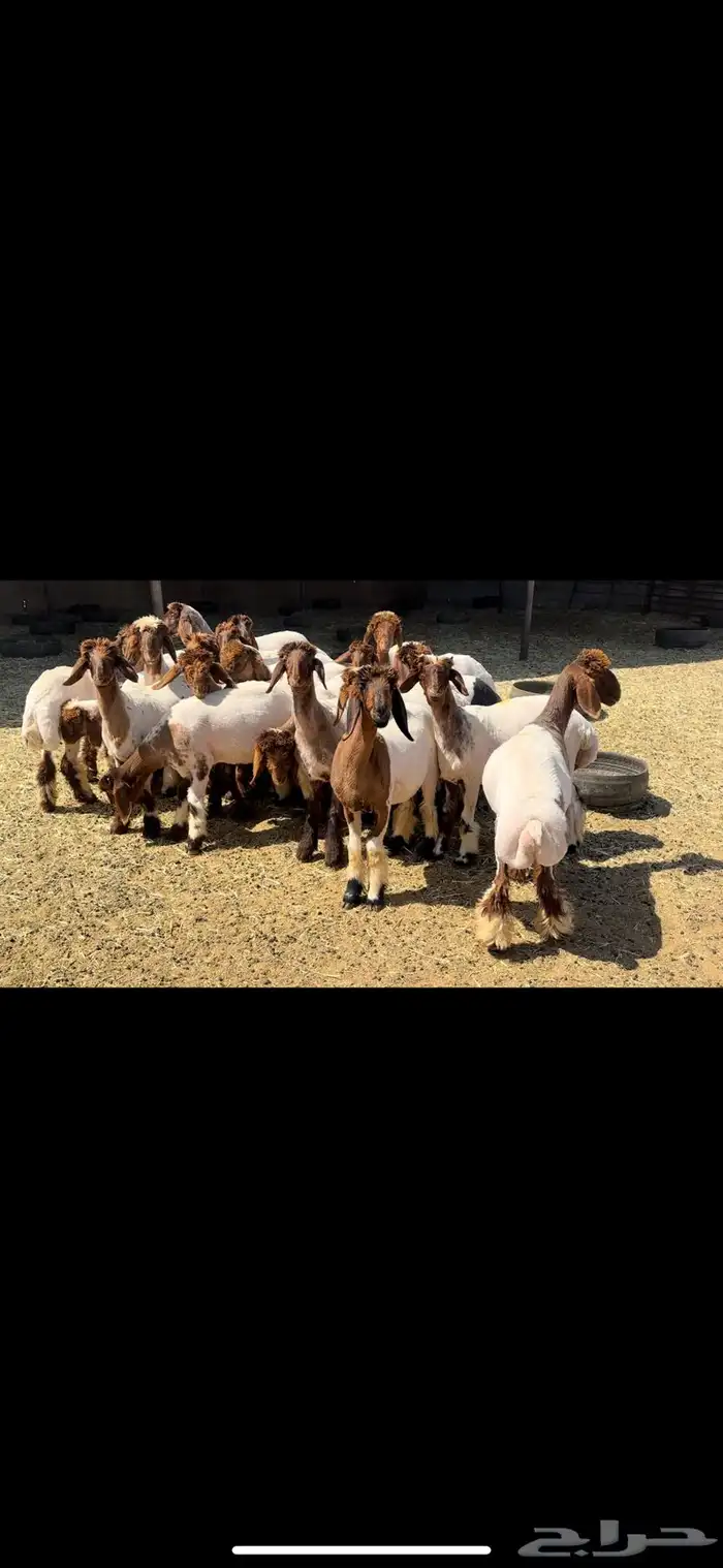 جذعات نعيم فاخره 0