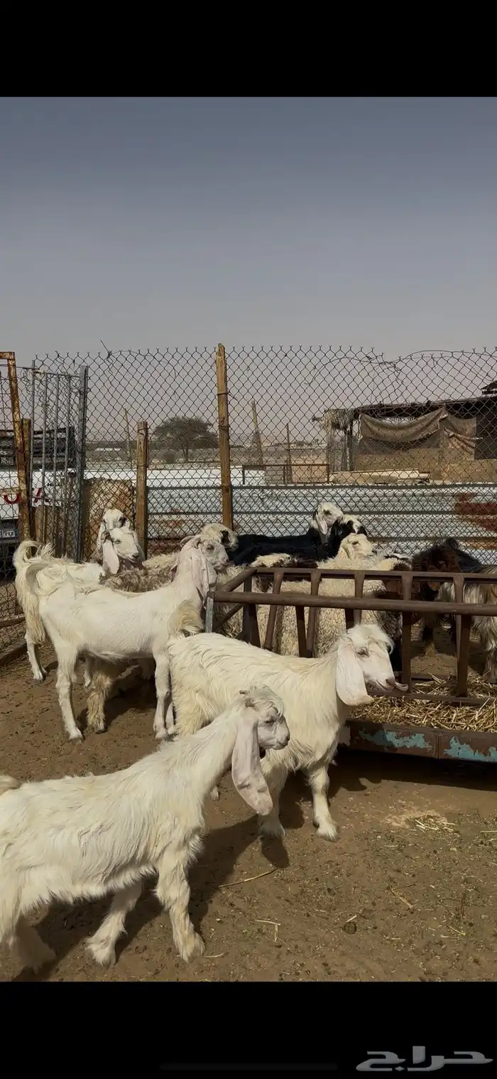 ذبايح حريات ونعيمي ونجدي الخرج 6