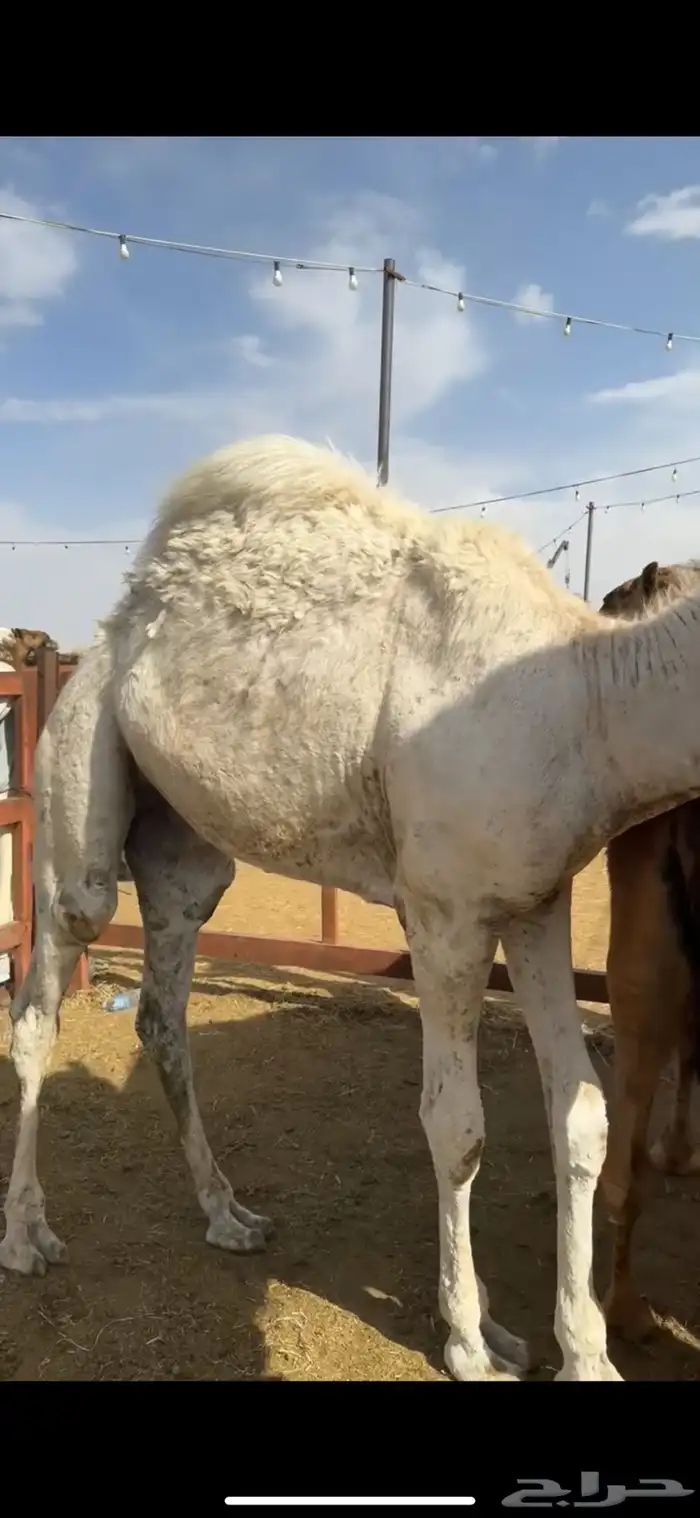 قعدان بلدي من تحت أماتها فل الفل 2