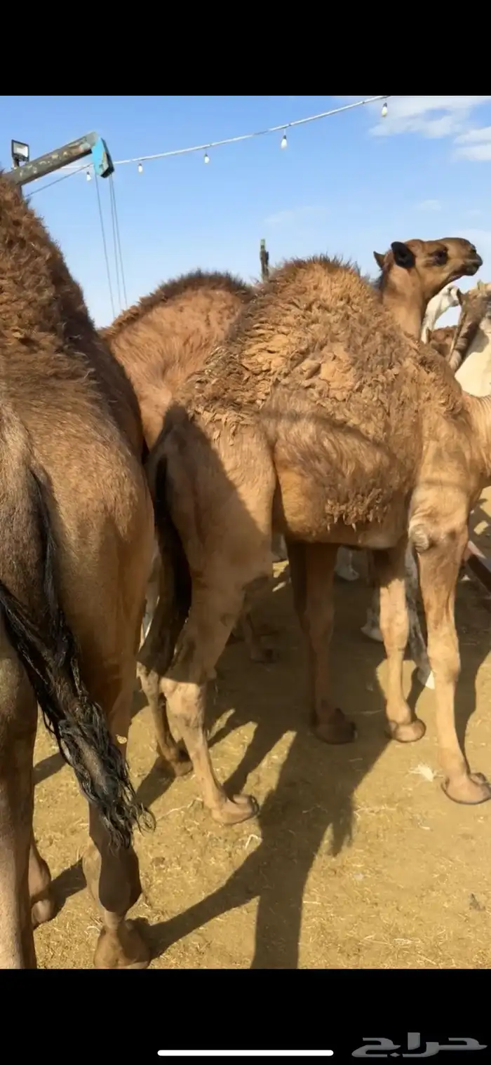 قعدان بلدي من تحت أماتها فل الفل 4