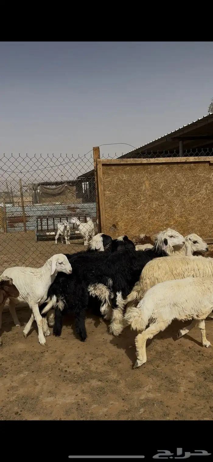 ضحايا نعيمي وحري ونجدي ذبائح الخرج 2