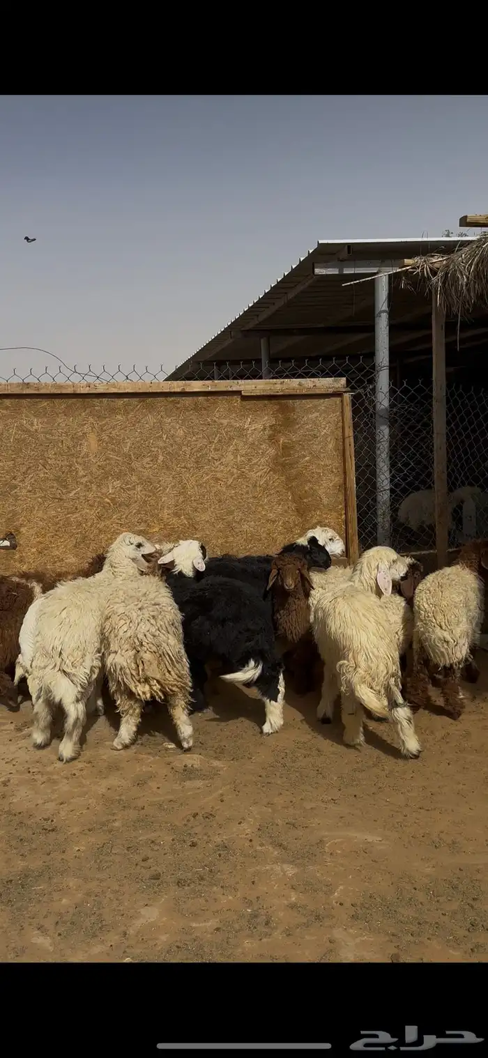 ضحايا نعيمي وحري ونجدي ذبائح الخرج 1