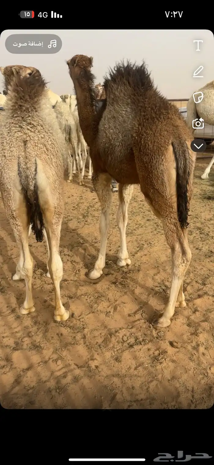 قعدان قصب عمرها تقريبا 7 شهور 0