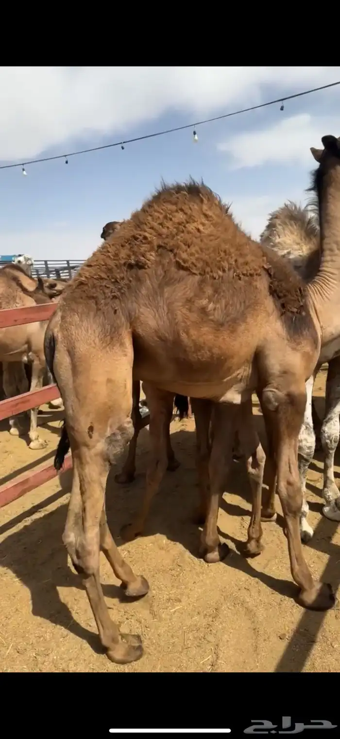 قعدان بلدي من تحت أماتها فل الفل 3