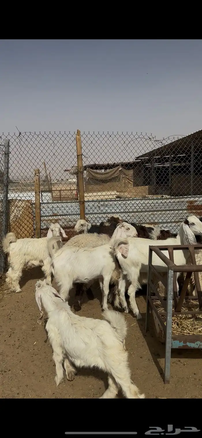 ذبايح حريات ونعيمي ونجدي الخرج 1