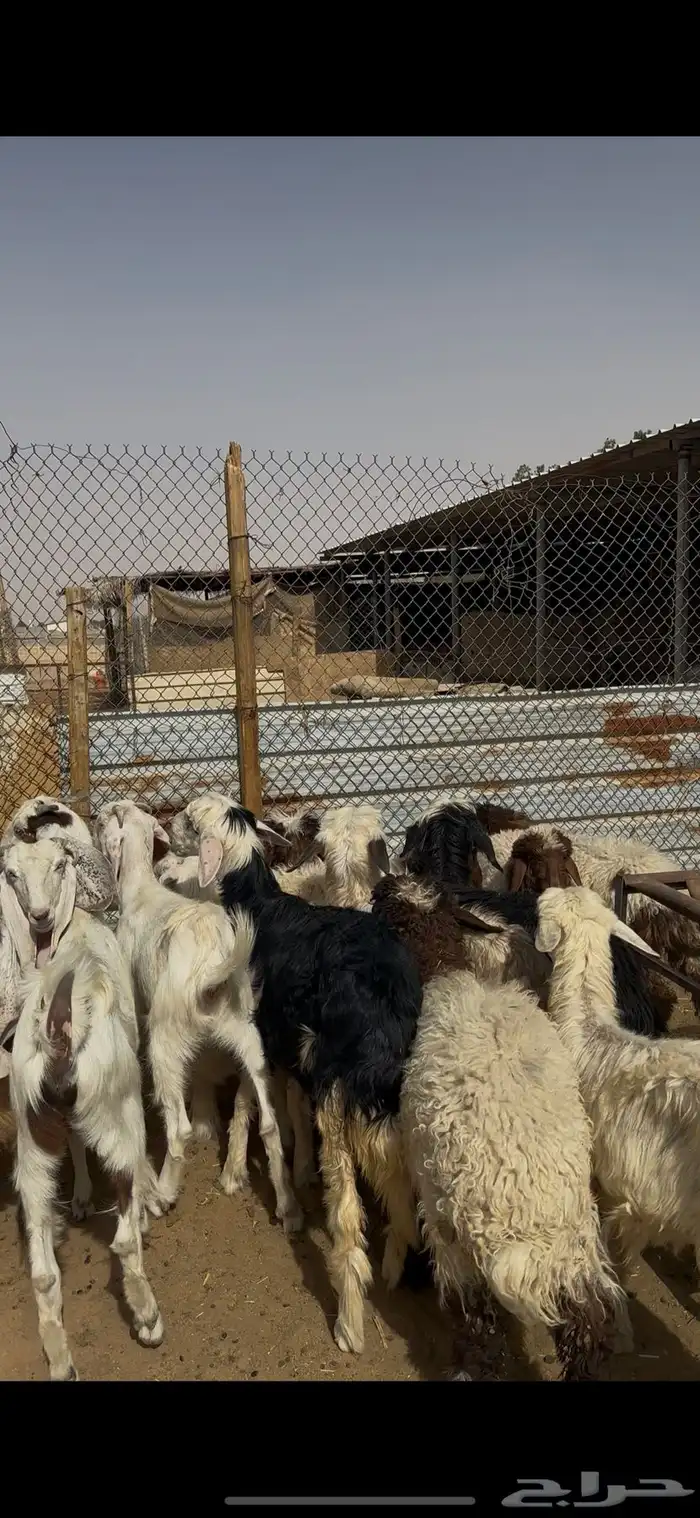ذبايح حريات ونعيمي ونجدي الخرج 4