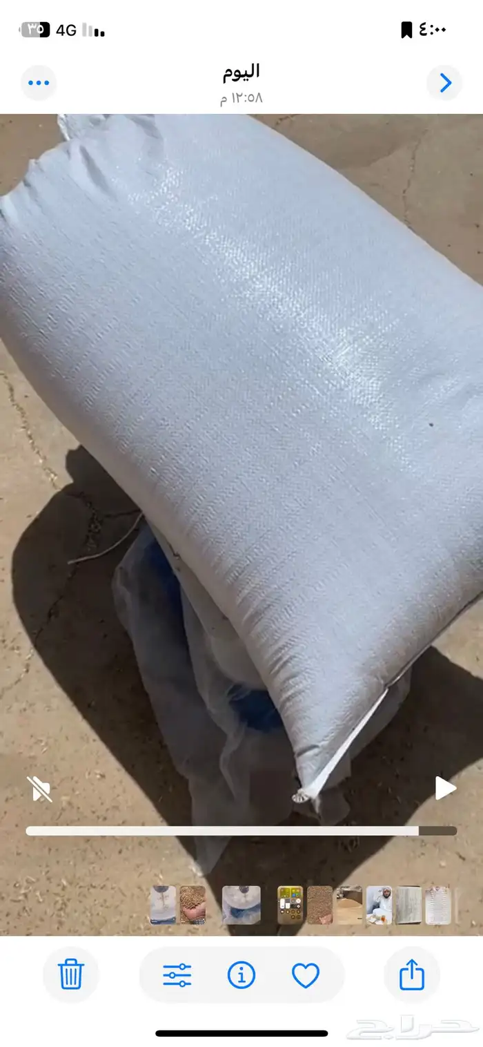 قمح بر معيه هلبا أحواض حصاد اليوم 1446 11 9ه 0